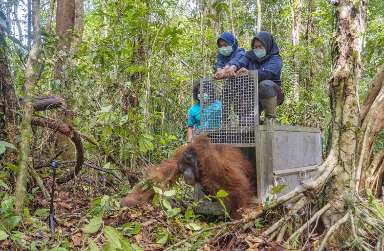 Jala, Orangutan Liar Dewasa yang Terjebak di Kebun Warga Kini Punya Rumah Baru