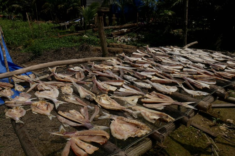 Menjenguk Rantau Baru, Desa Nelayan yang Dikenal sebagai Tempat Olahan Ikan Salai